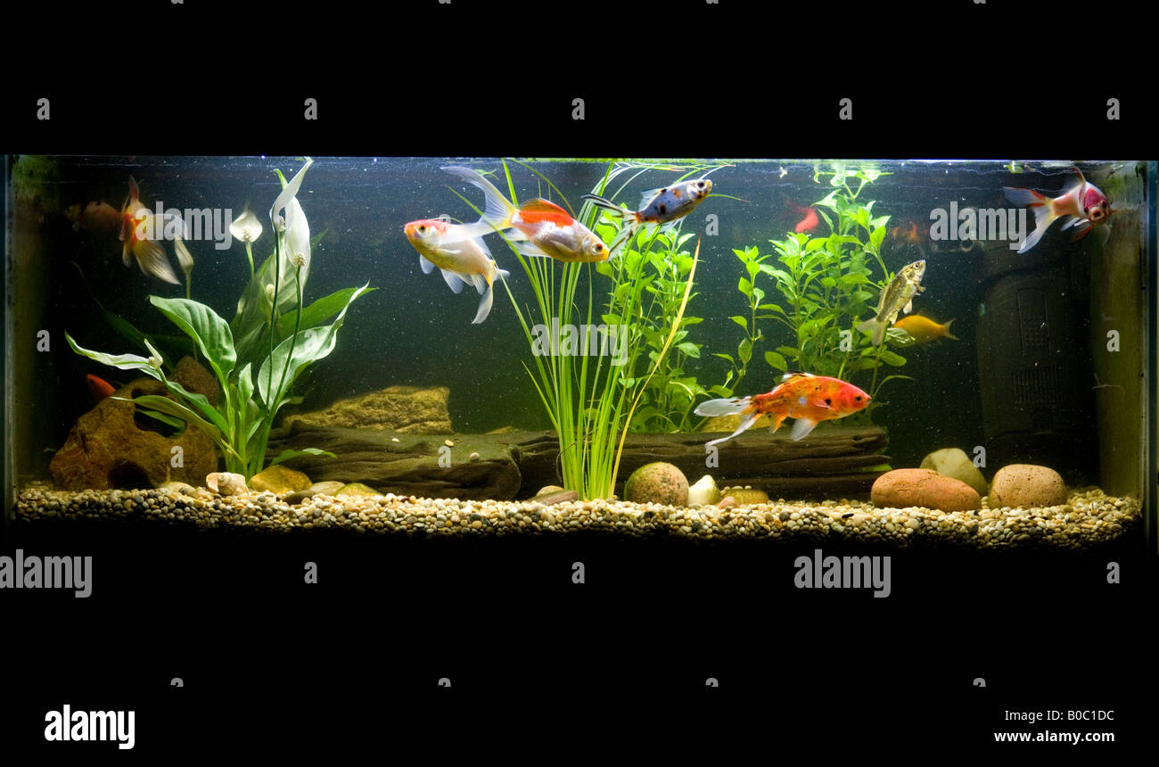 Cold water fish tank hi-res stock photography and images - Alamy