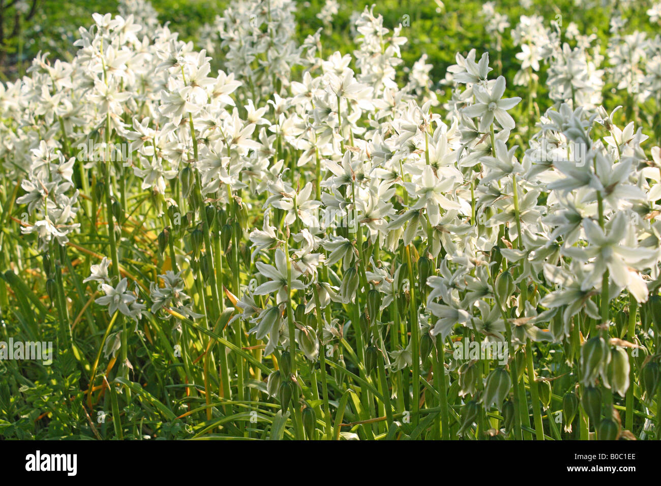 Spring White Ba White spring flowers hi-res stock photography and images - Alamy
