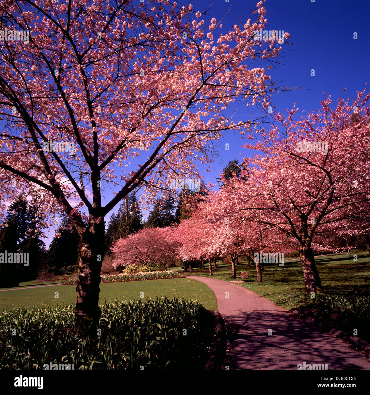 Japanese Cherry Trees blooming in Spring in Stanley Park Vancouver