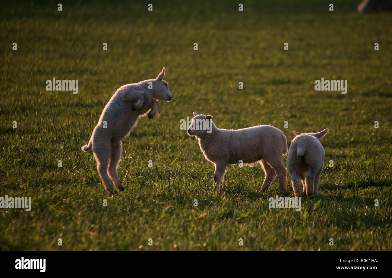 Lambs leaping in fields at sunset in Steeple Bumpstead on the Essex Suffolk Borders Stock Photo