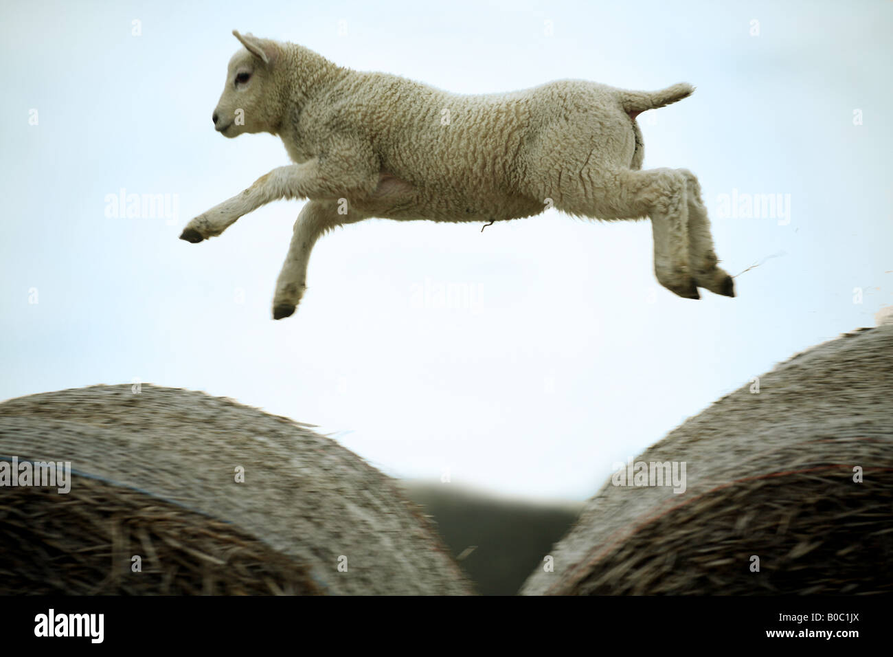 Leaping Lamb High Resolution Stock Photography And Images Alamy