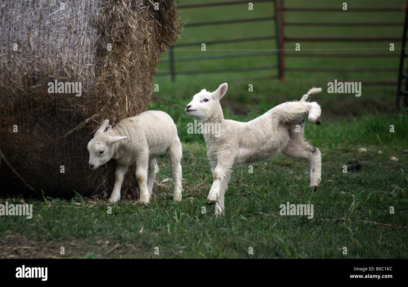 Lambs leaping in fields in Steeple Bumstead on the Essex Suffolk Borders Stock Photo