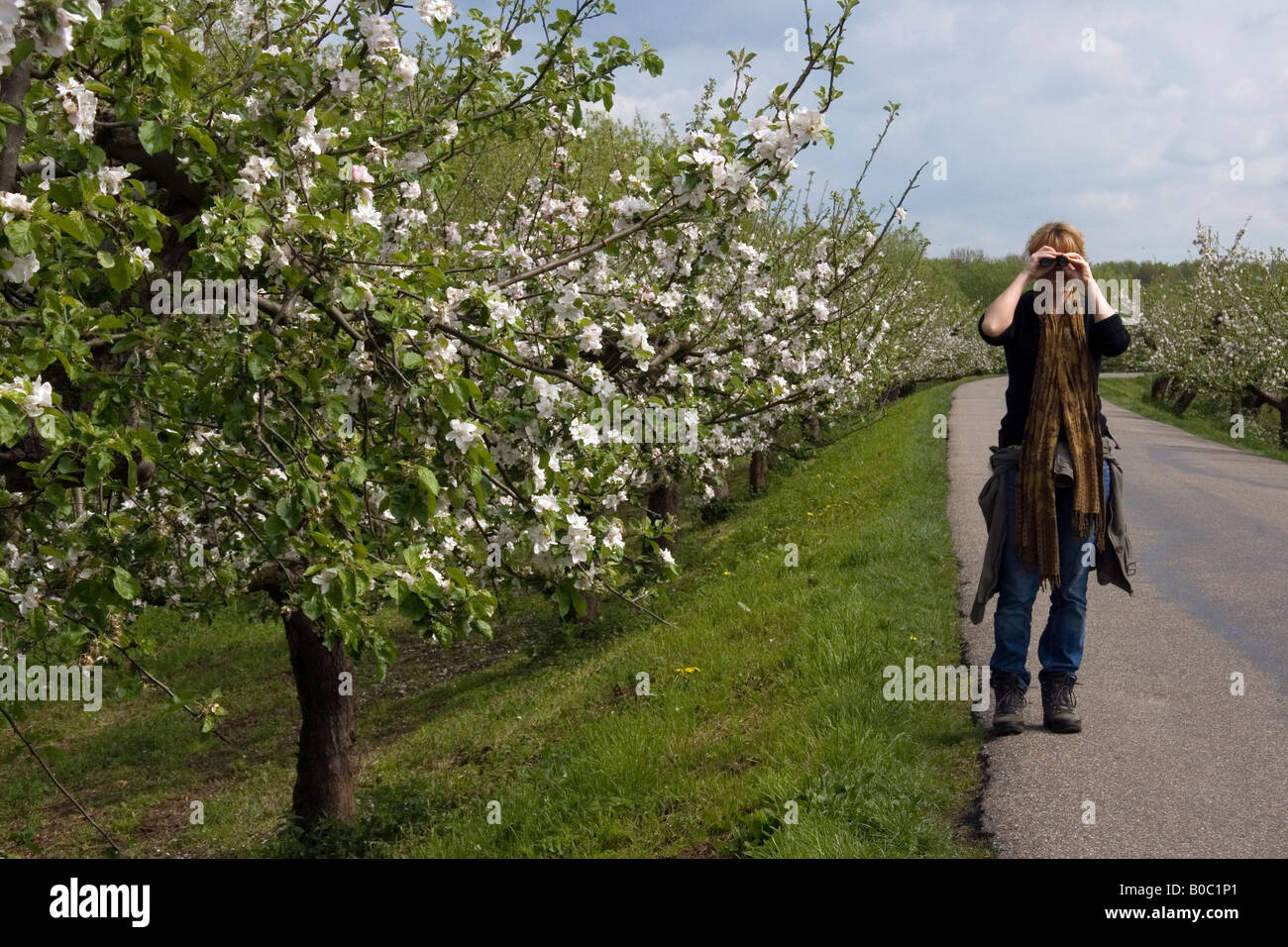Apple Trees Blossom Stock Photo Alamy