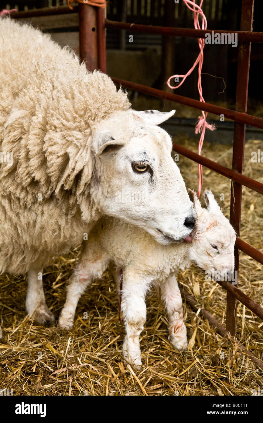 Female Sheep cleaning up her new born lamb only minutes old Stock Photo