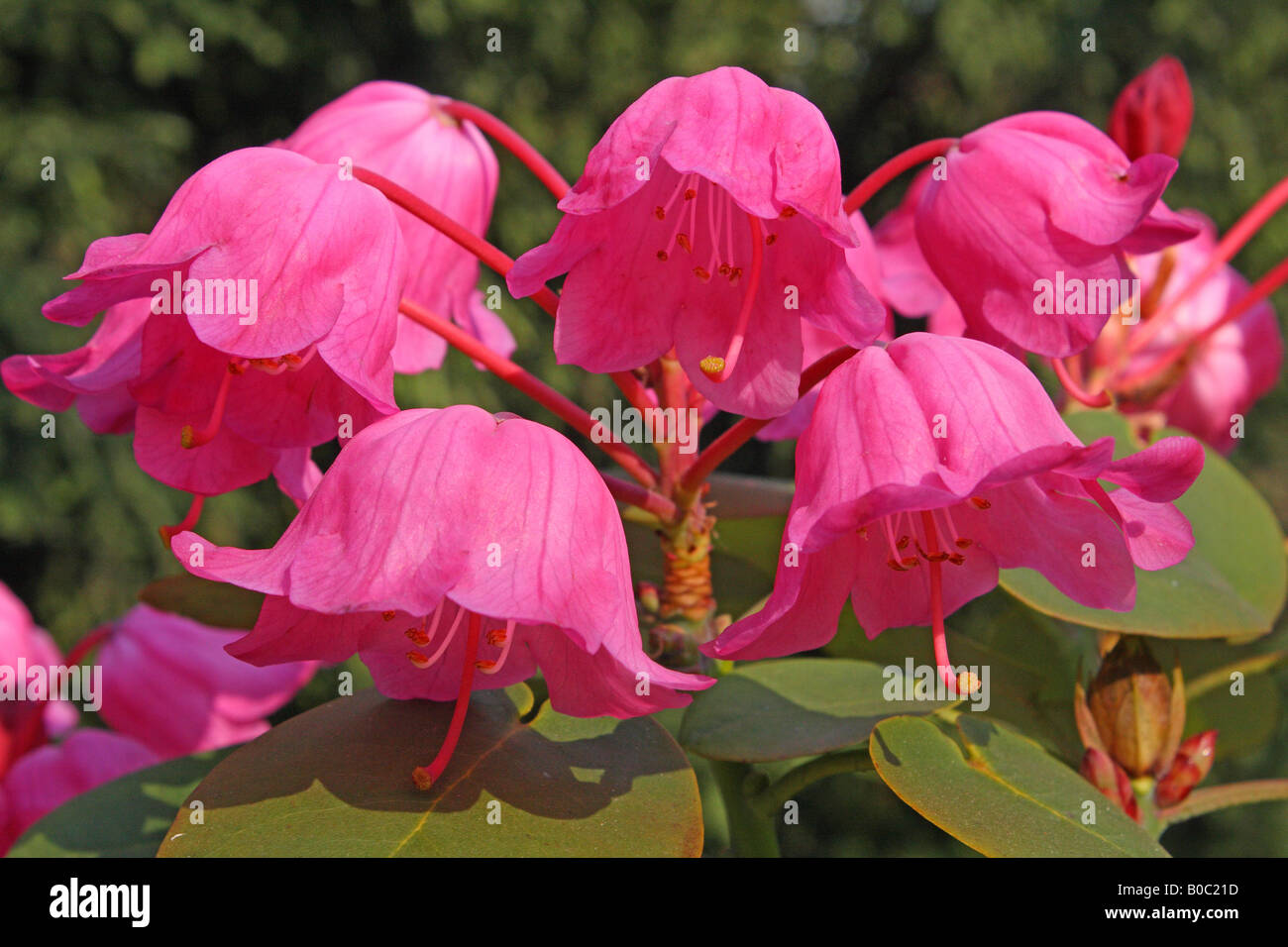 Purple Rhododendron orbiculare flowers blooming Stock Photo