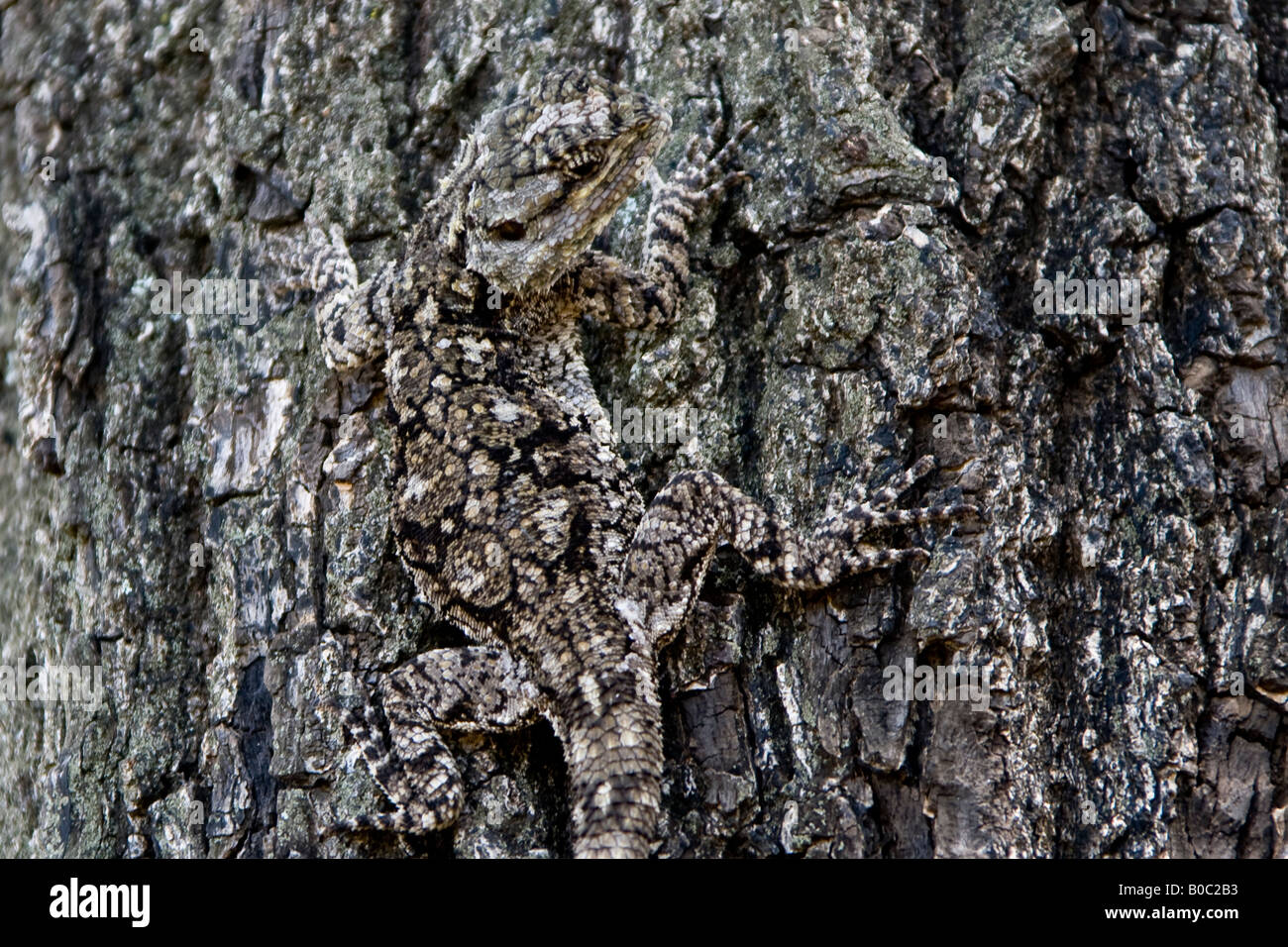 Lizard on a tree, well camouflaged Stock Photo