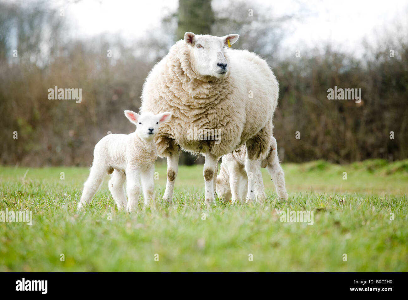 new born lambs on a farm in Surrey having fun out in the field Stock ...