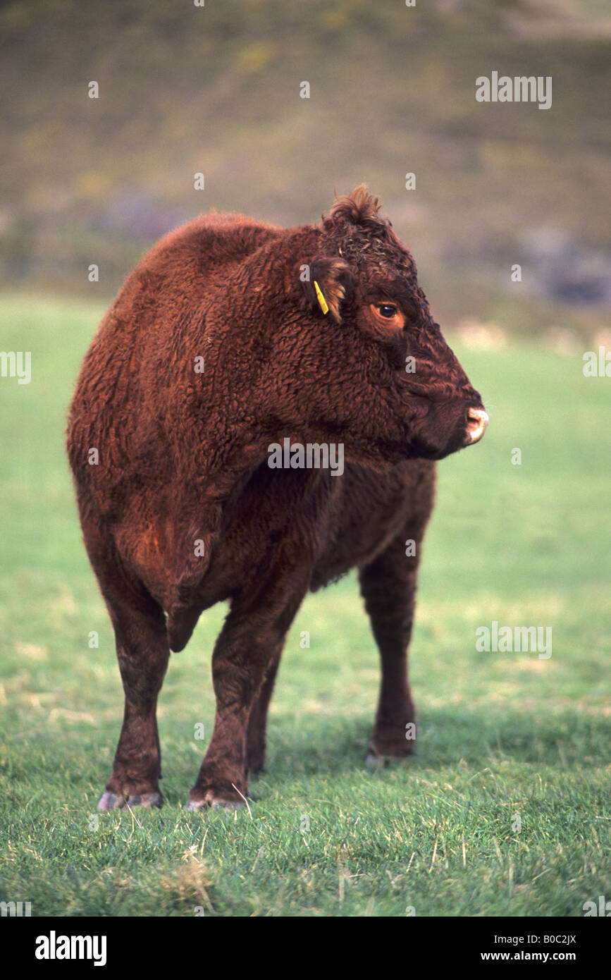 north devon cattle Stock Photo - Alamy