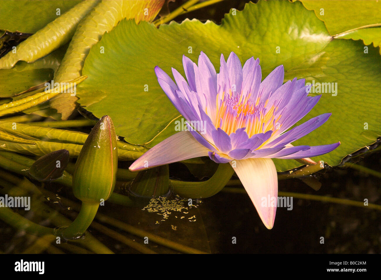 Blue water lily plant hi-res stock photography and images - Alamy