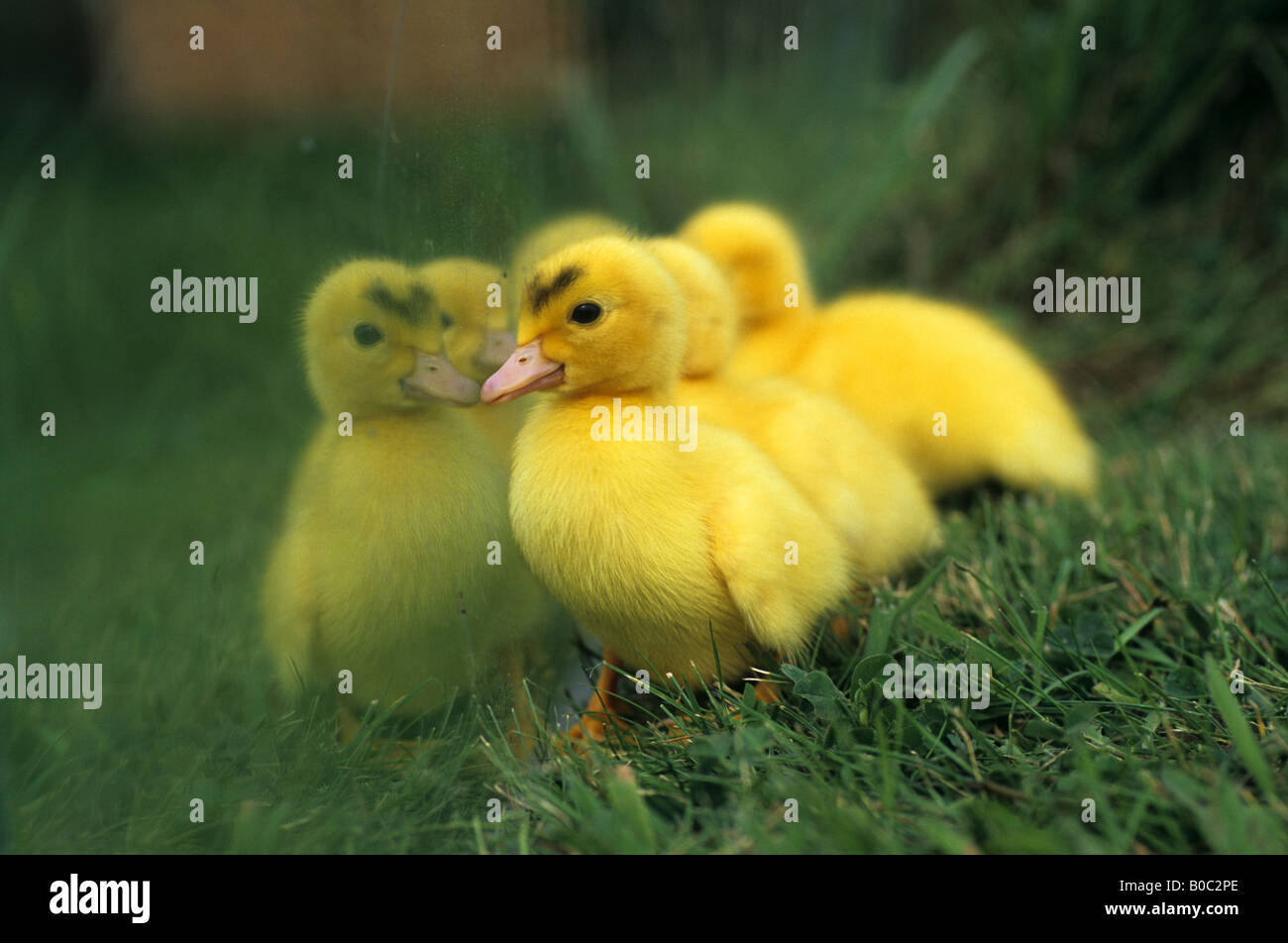 muscovy ducklings and a mirror smallholding cornwall Stock Photo