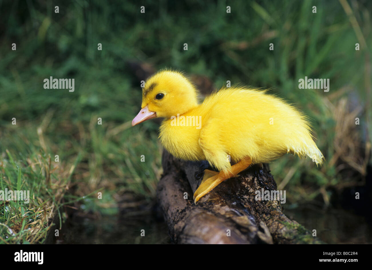 muscovy duckling smallholding cornwall Stock Photo
