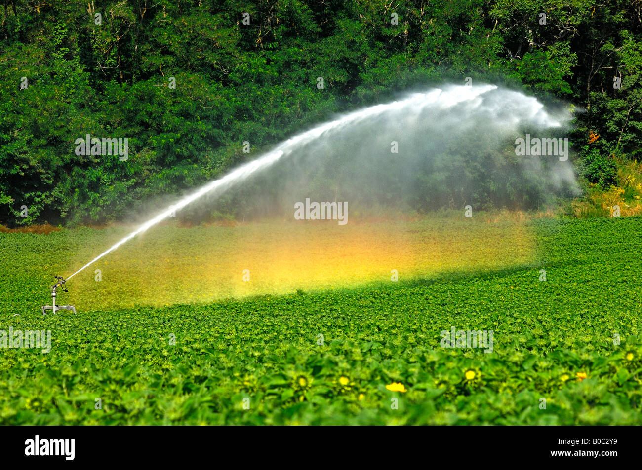 Rotary irrigation sprinkler in action Stock Photo
