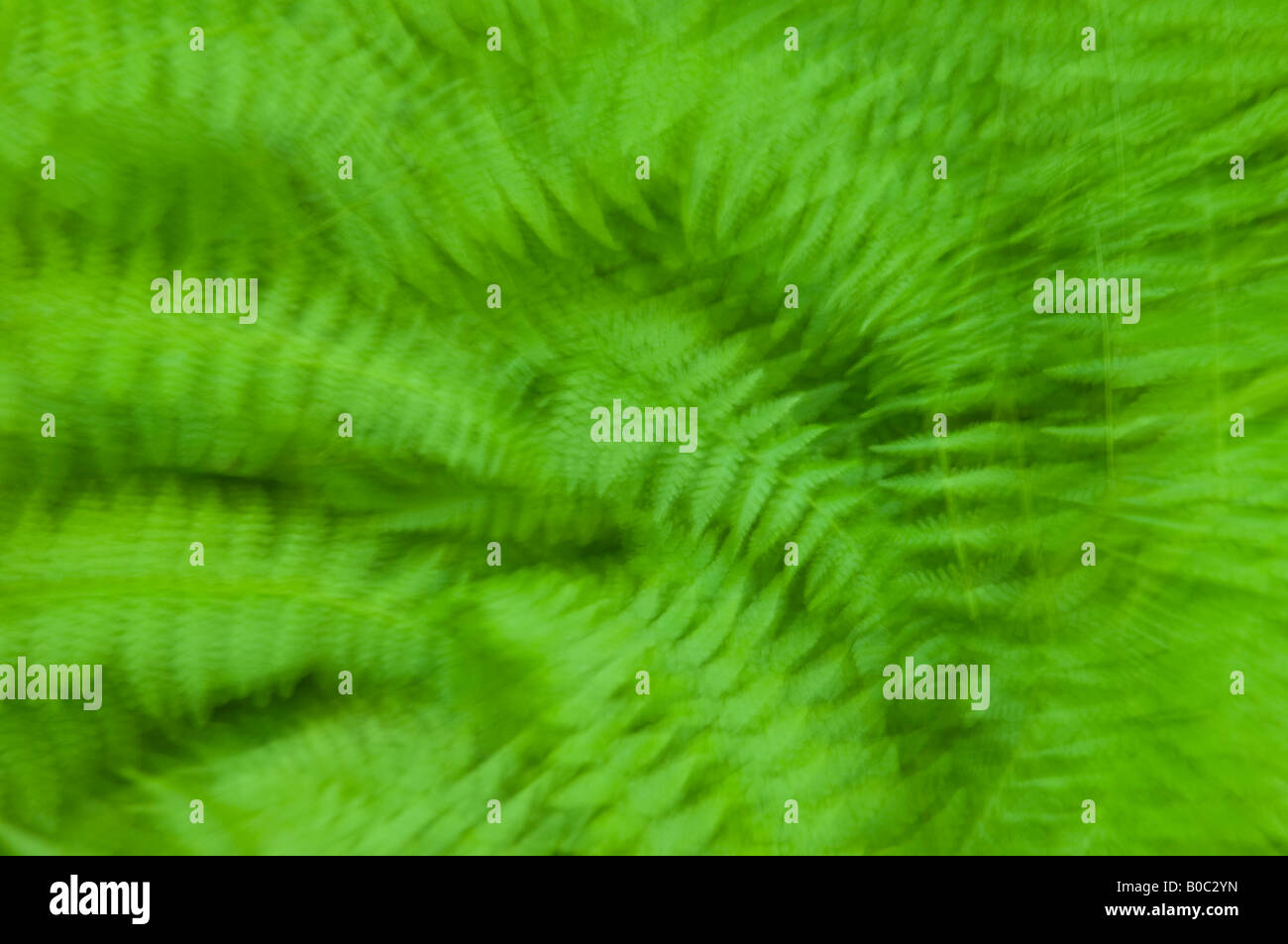 Wood fern fronds intentional camera movement for blur effect Stock Photo