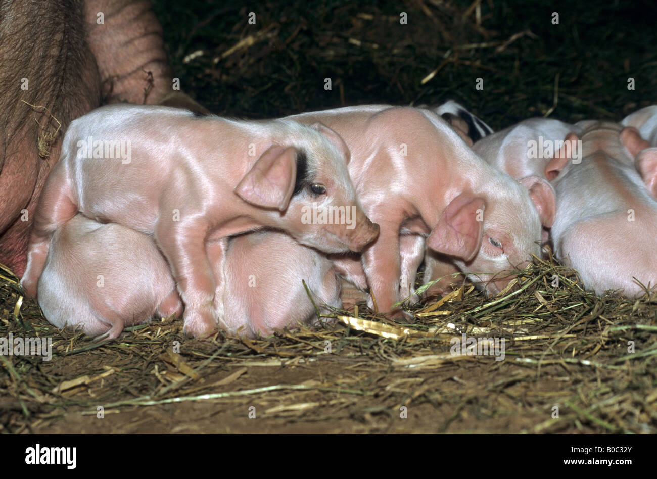 piglets with their mother smallholding cornwall Stock Photo