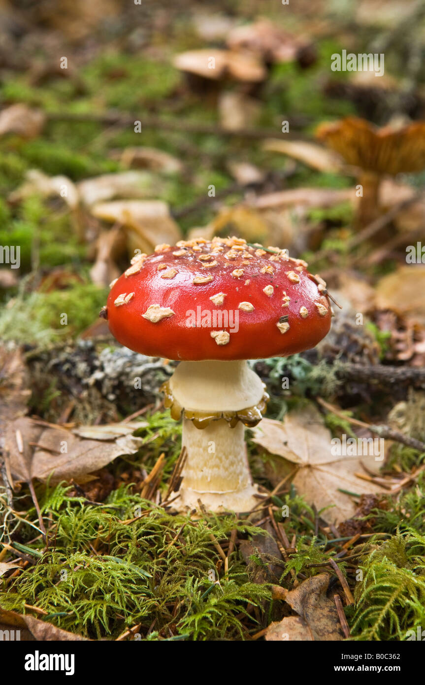 Fly amanita or fly agaric mushroom Amanita muscaria Stock Photo