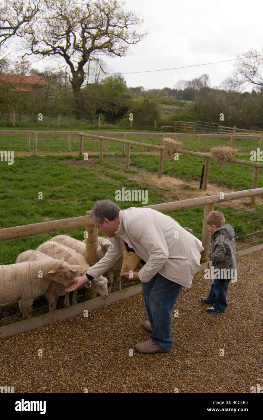 People Feeding Sheep At The Junior Farm At Wroxham Barns In Norfolk,Uk