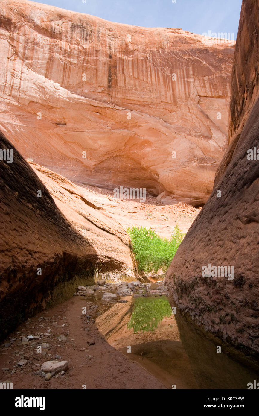 USA - Utah. Willow Gulch area near Broken Bow Arch off Hole-in-the-Rock Road in Grand Staircase - Escalante National Monument. Stock Photo