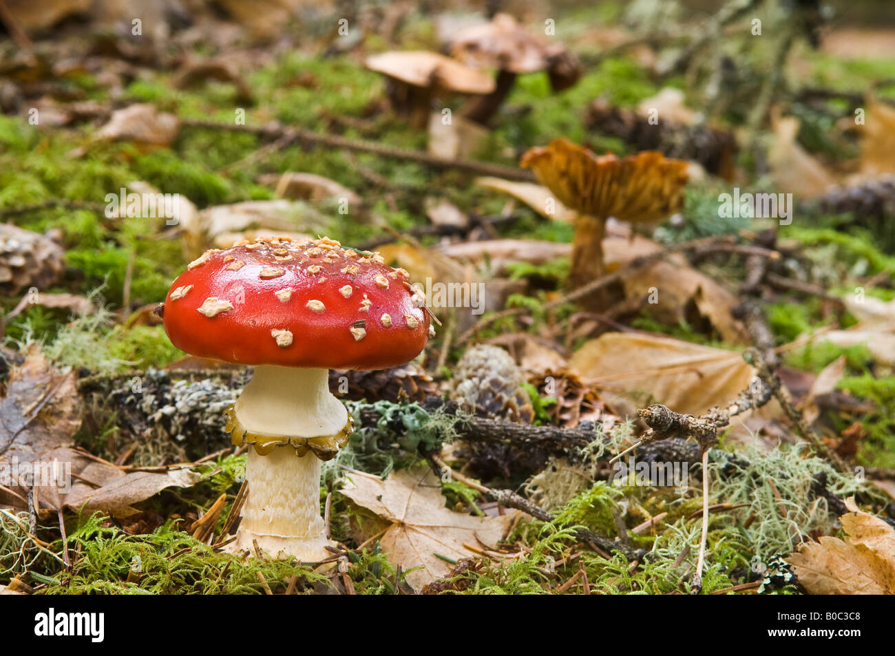 Fly amanita or fly agaric mushroom Amanita muscaria Stock Photo