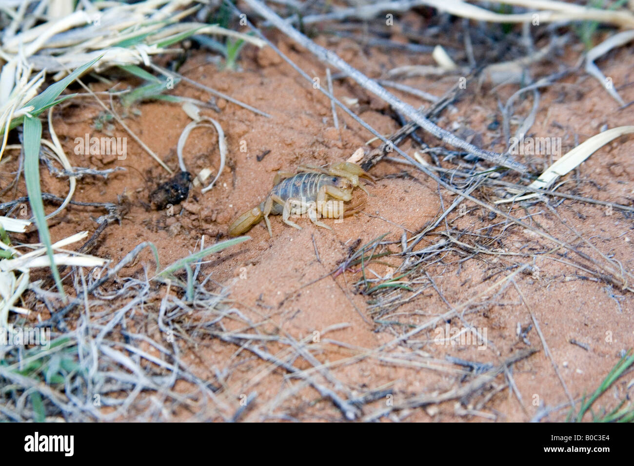 USA Utah. Scorpion in Grand Staircase Escalante National Monument