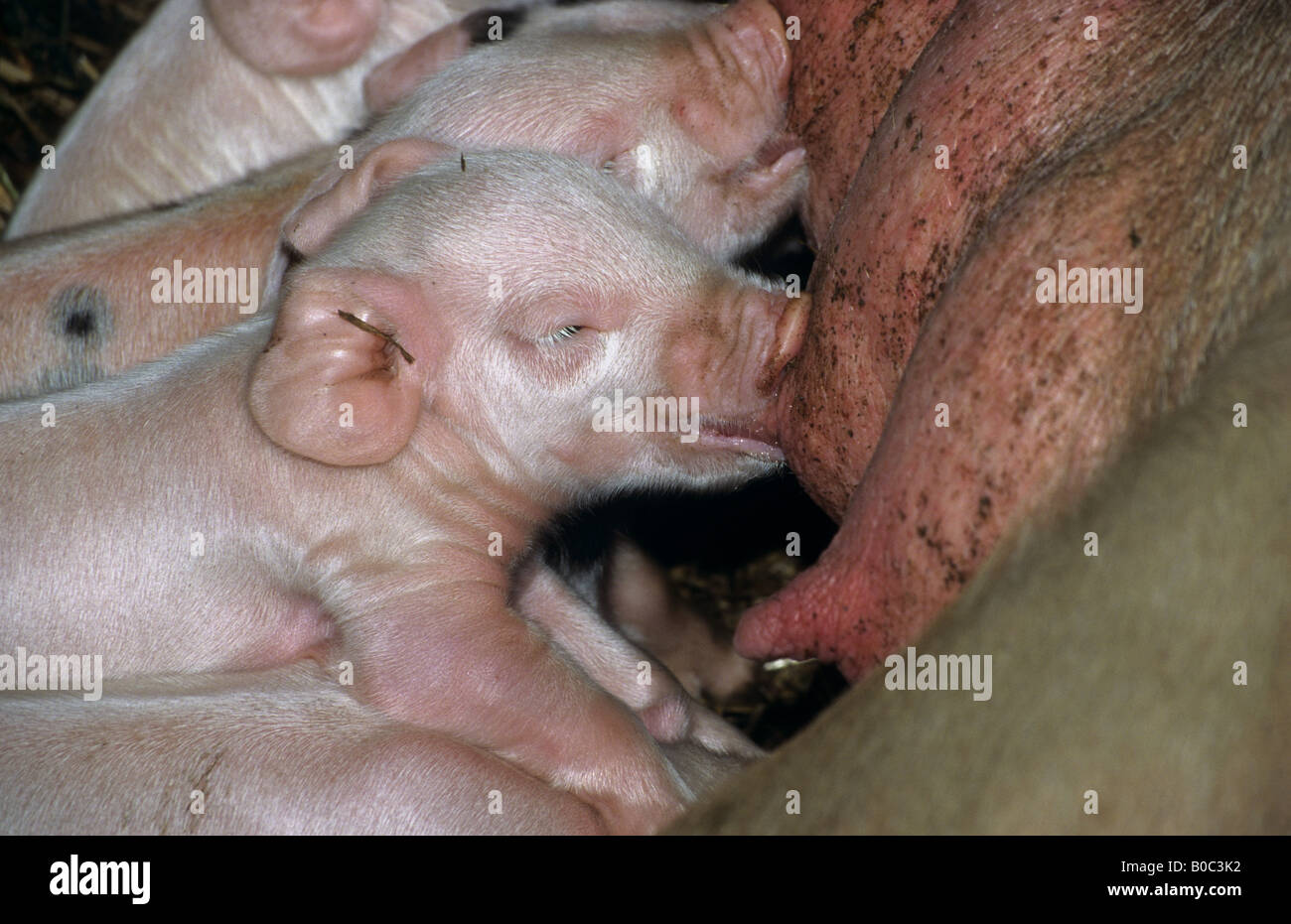 piglets suckling smallholding cornwall Stock Photo