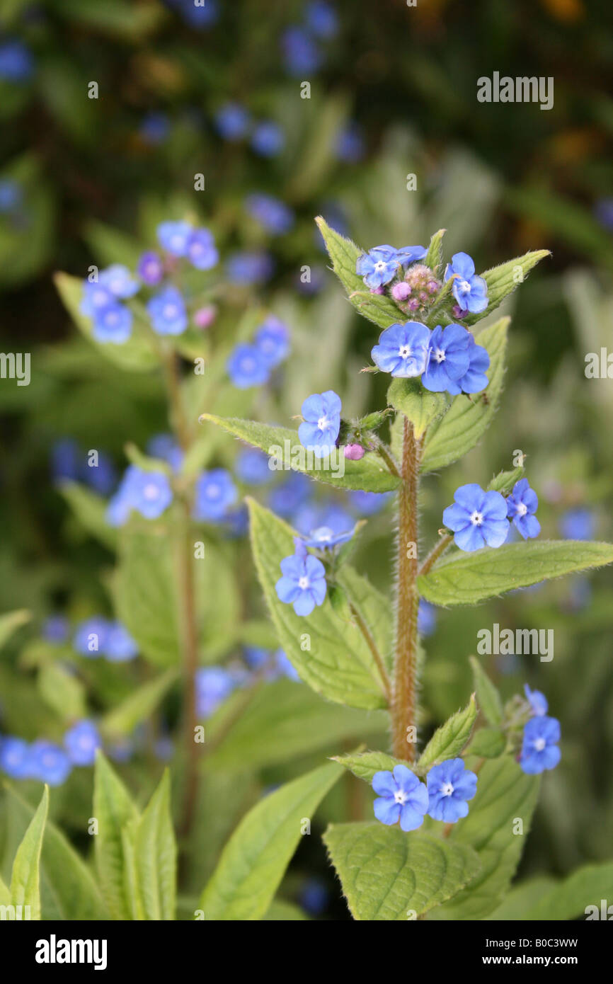 Boraginaceae hires stock photography and images Alamy