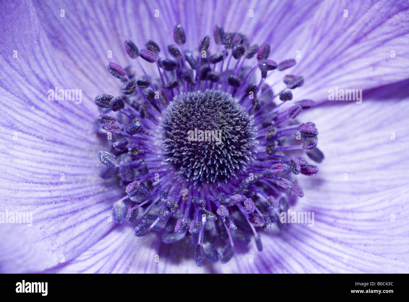 A purple flower displays its beautiful center bud with seedlings and pollen Stock Photo