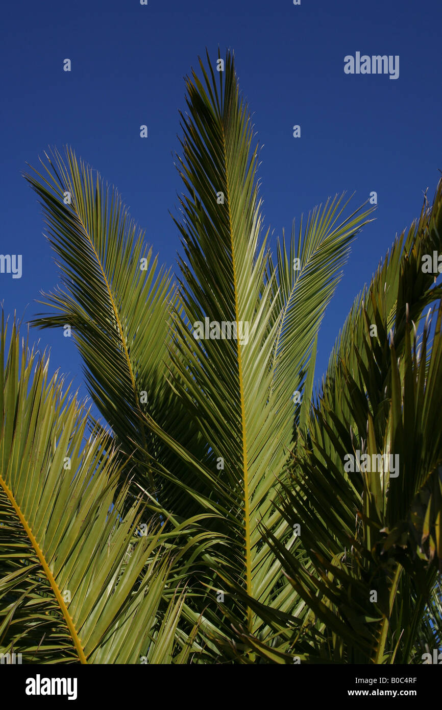 Palm tree leaves against blue hi-res stock photography and images - Alamy