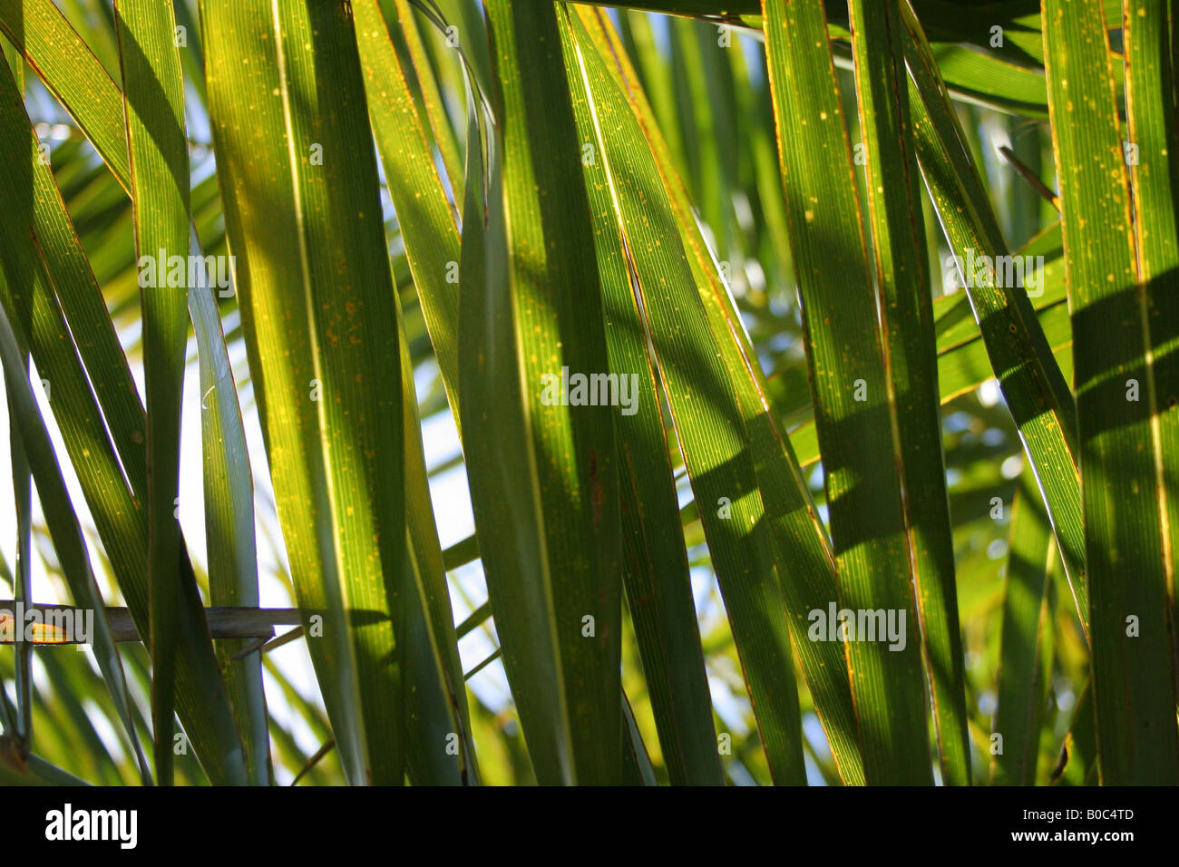 Sunshine through palm hi-res stock photography and images - Alamy
