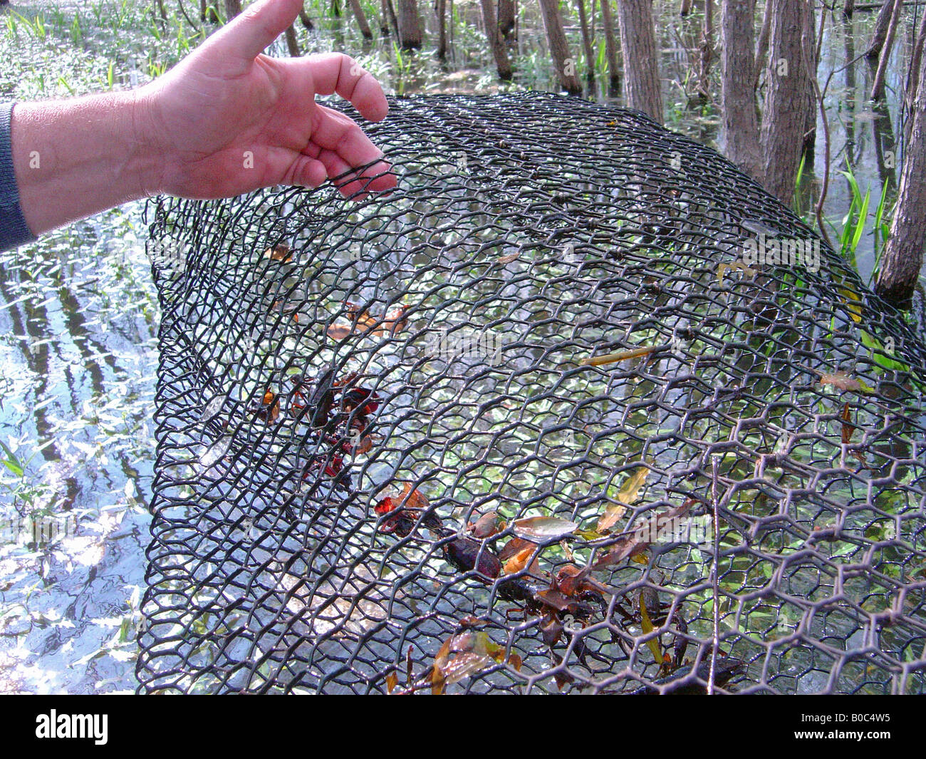 Crawfish louisiana net hi-res stock photography and images - Alamy