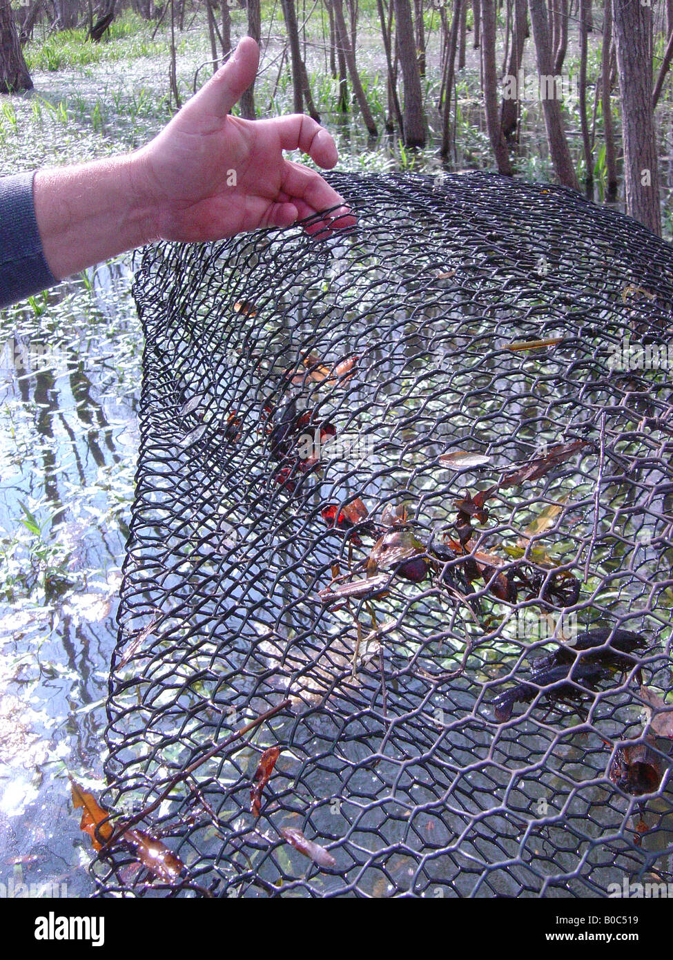 Crawfish in net Stock Photo Alamy