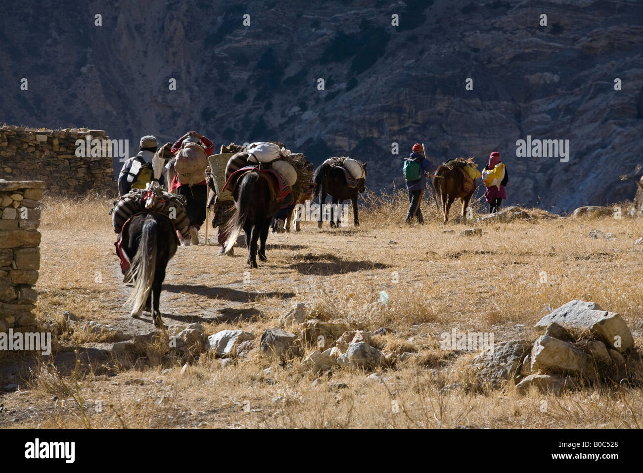 TIBETANS from PHU village transport supplies using HORSES in