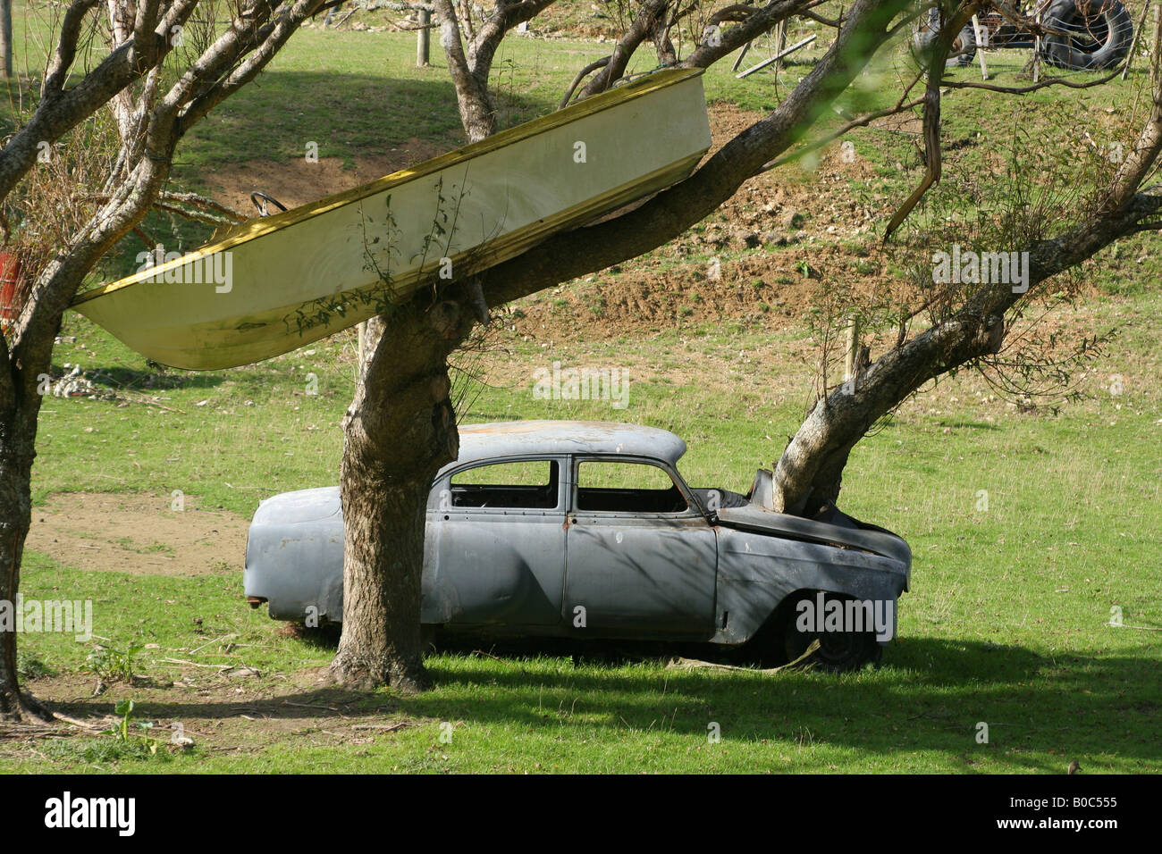 Old car with tree growing out of engine bay and dinghy stuck in tree