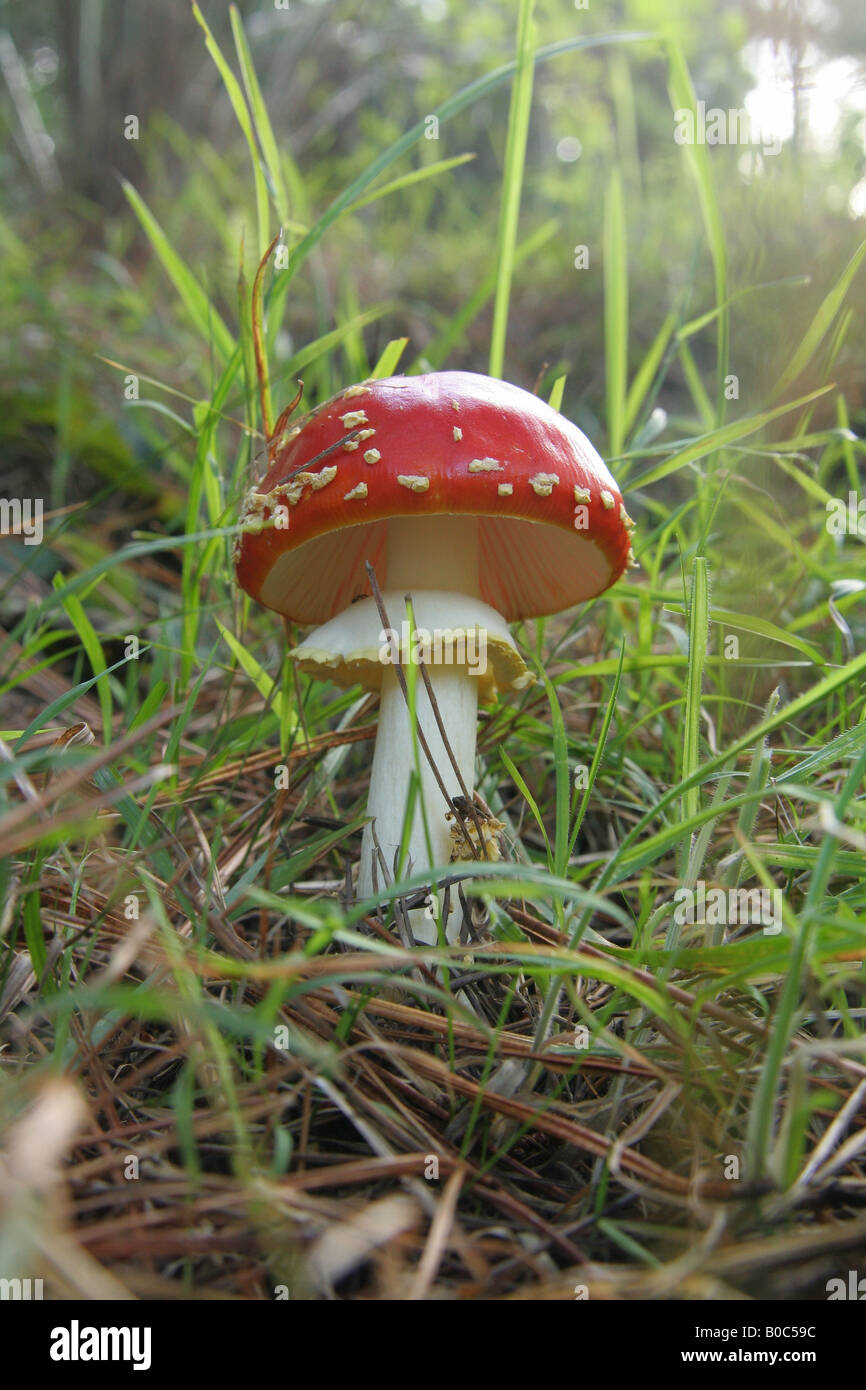 Red & white toad stool on grassy floor in pine forest - low angle view showing gills. Stock Photo