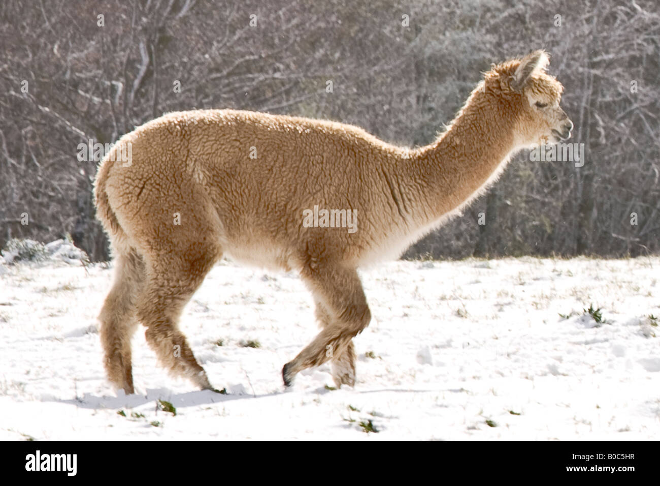 Alpaca in the Snow Wiltshire UK Stock Photo Alamy