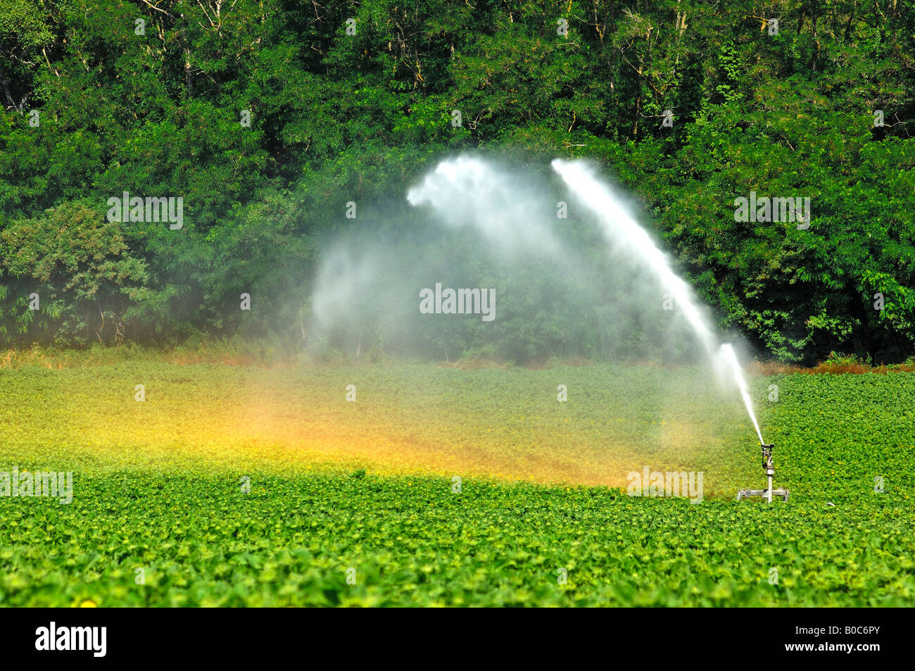 Rotary irrigation sprinkler in action in a field of sunflowers Stock Photo