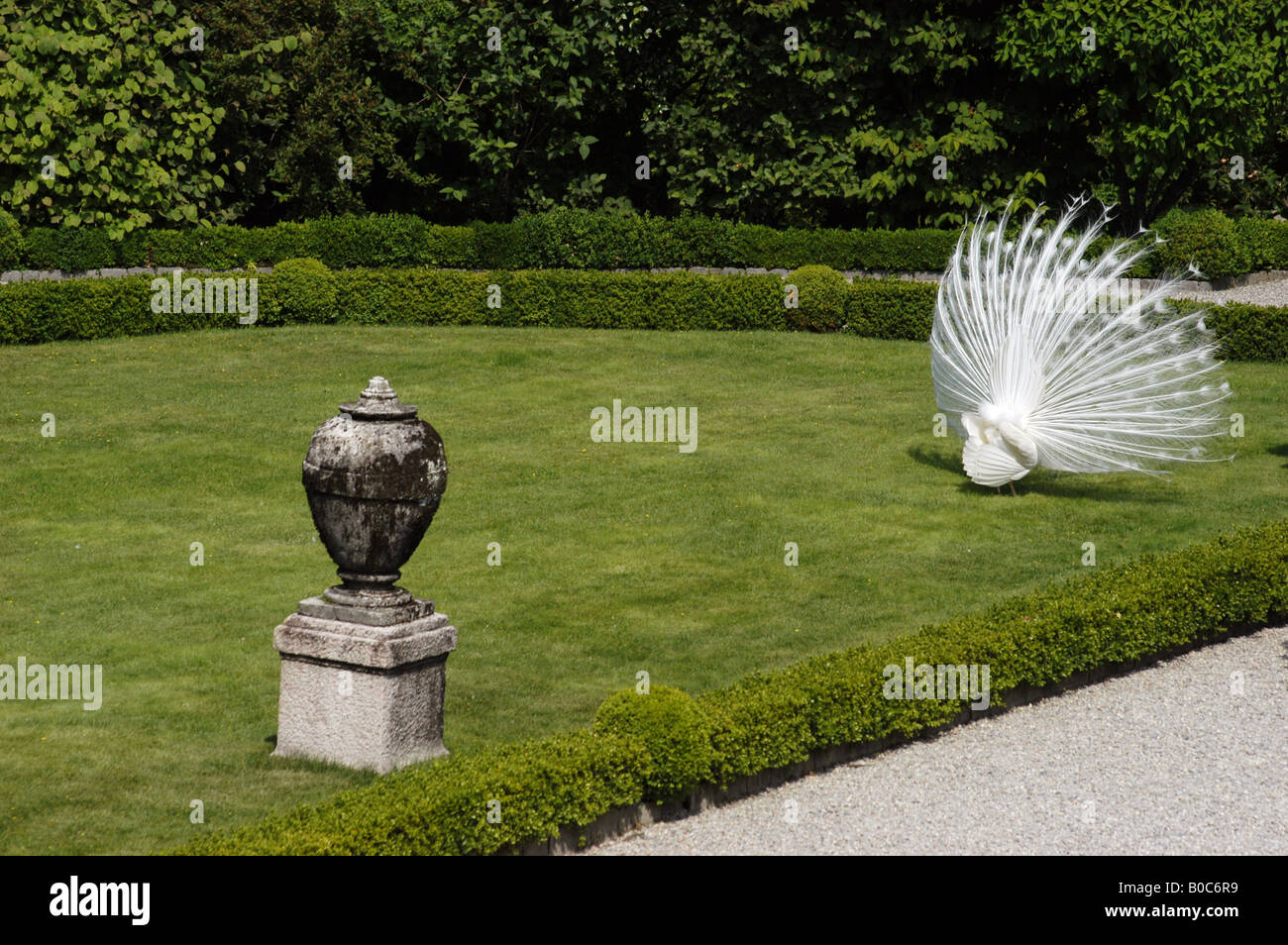 Pavo cristatus in Isola Bella garden - Lago Maggiore North Italy Stock Photo