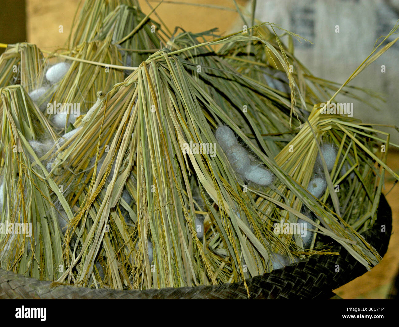 Silkworms making cocoons, the production of silk in Mai Chau Stock Photo
