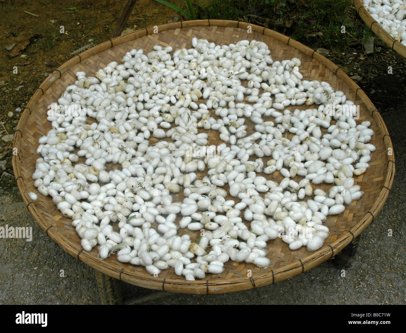 A platter with silkworms in cocoons, the production of silk in Mai Chau (2) Stock Photo