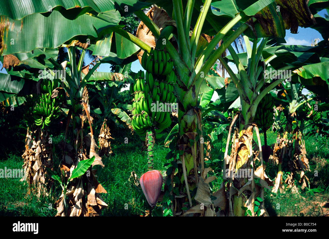 Honduras bananas hires stock photography and images Alamy