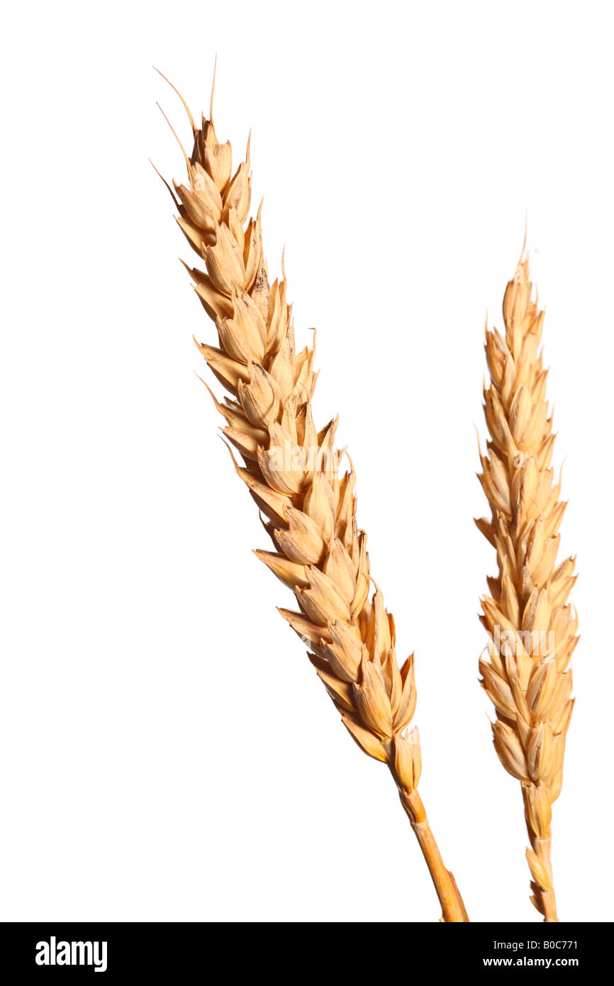 A blades of wheat Stock Photo
