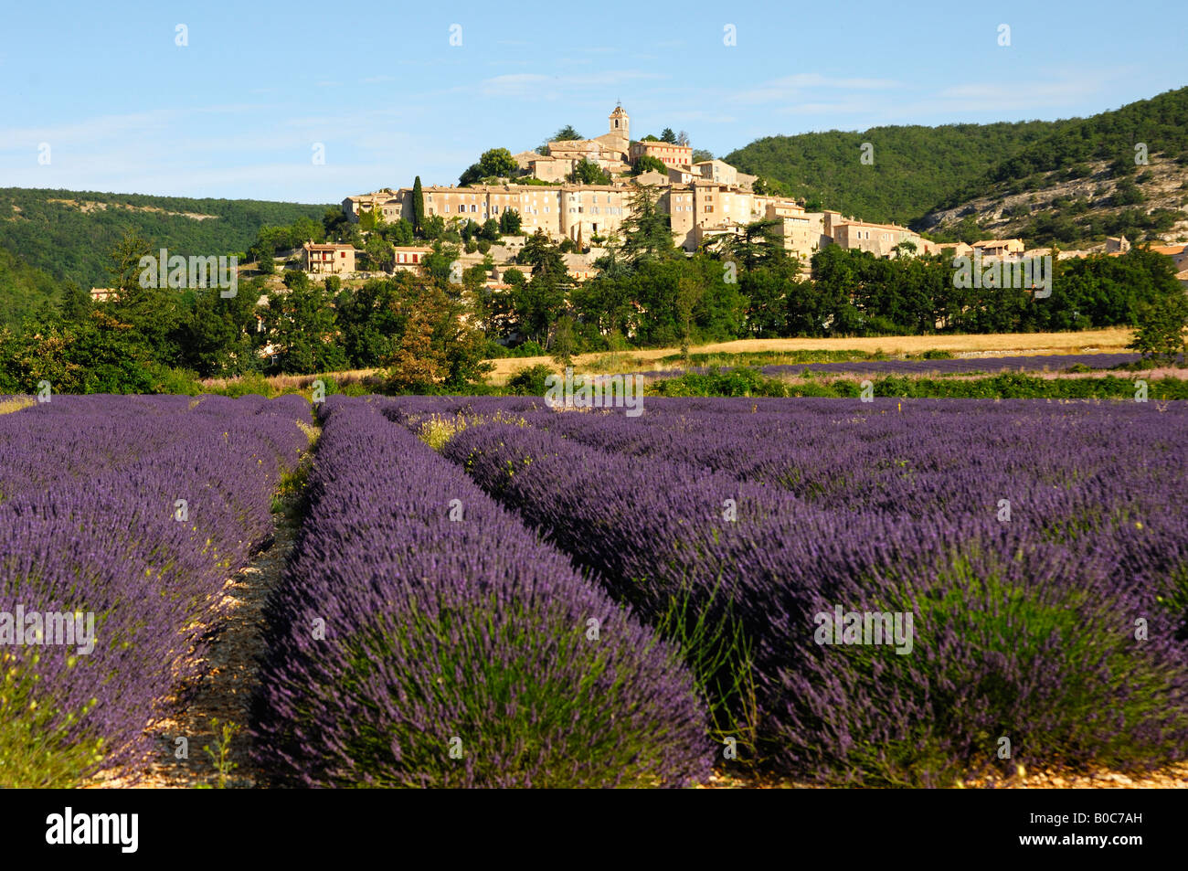 Lavender fields near Banon, Provence, France Stock Photo
