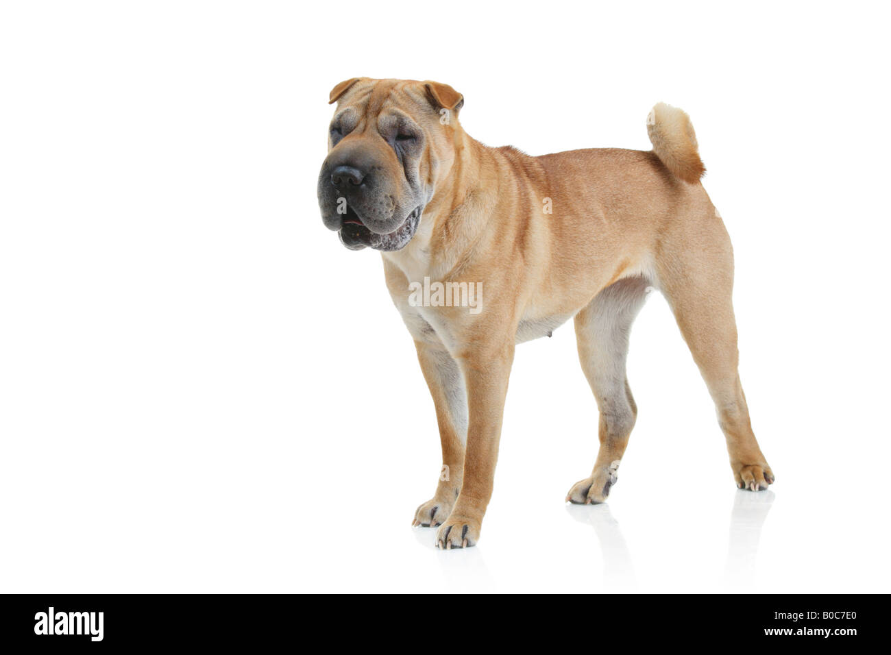 Shar pei pedigree sales