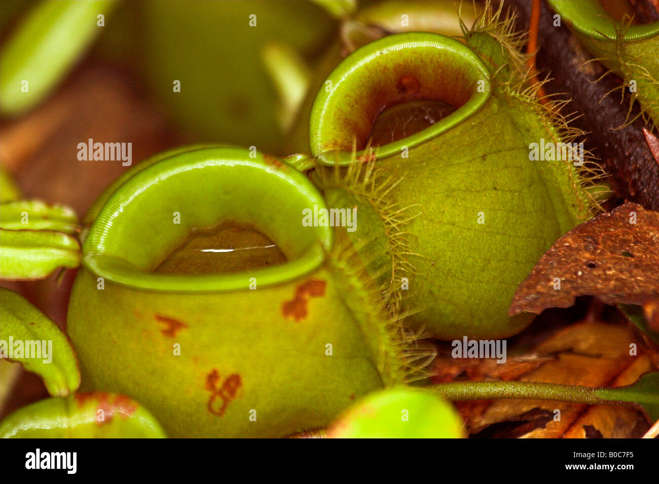 Sarawak Pitcher Plant Nepenthes Stock Photo