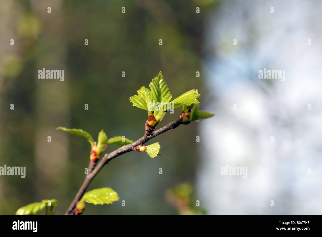 Silver Birch Tree,  Betula pendula, leaves emerging in spring.Cheshire, England Stock Photo