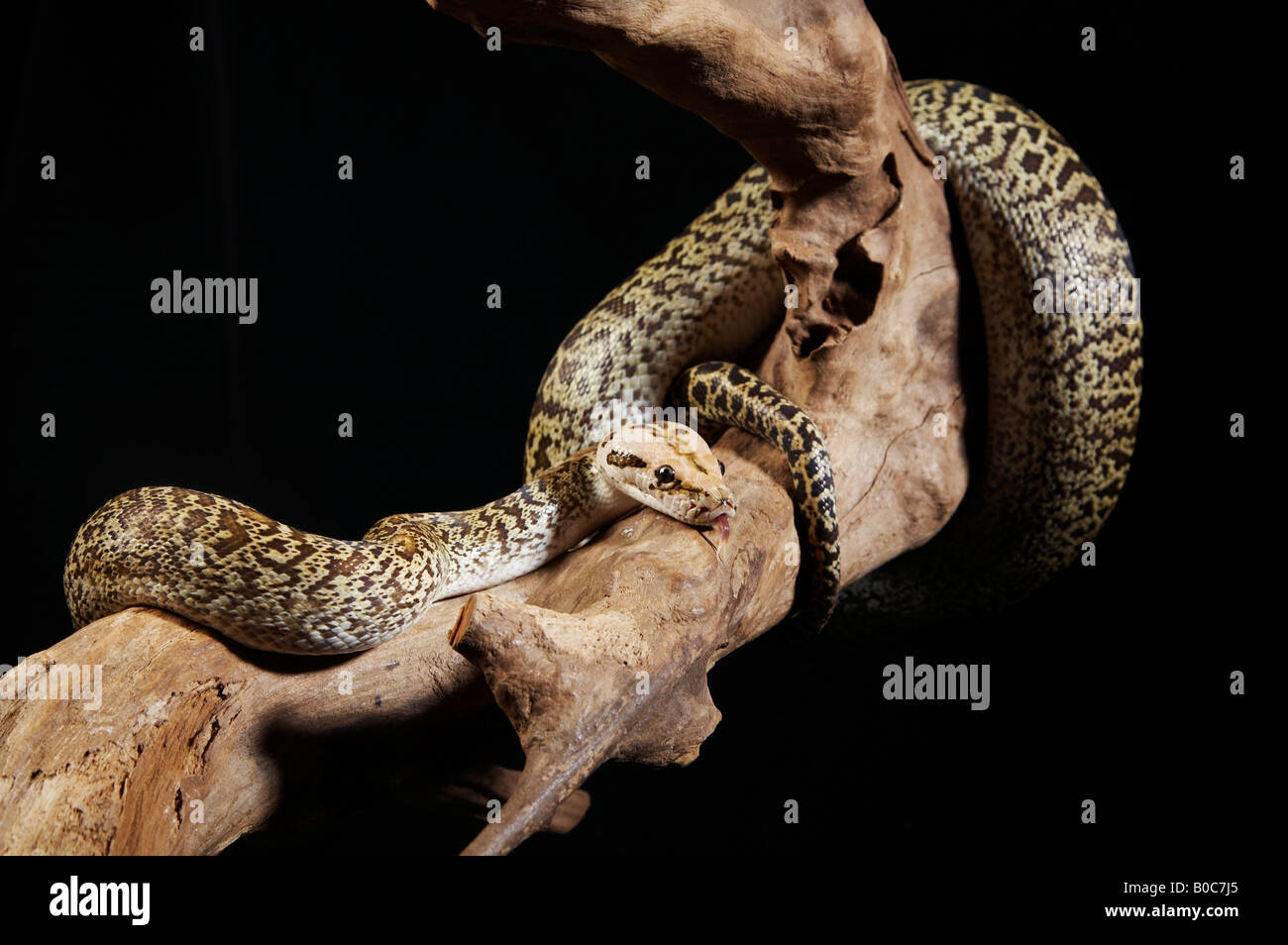 Tree Snake Coiling Coiling tree hi-res stock photography and images - Alamy