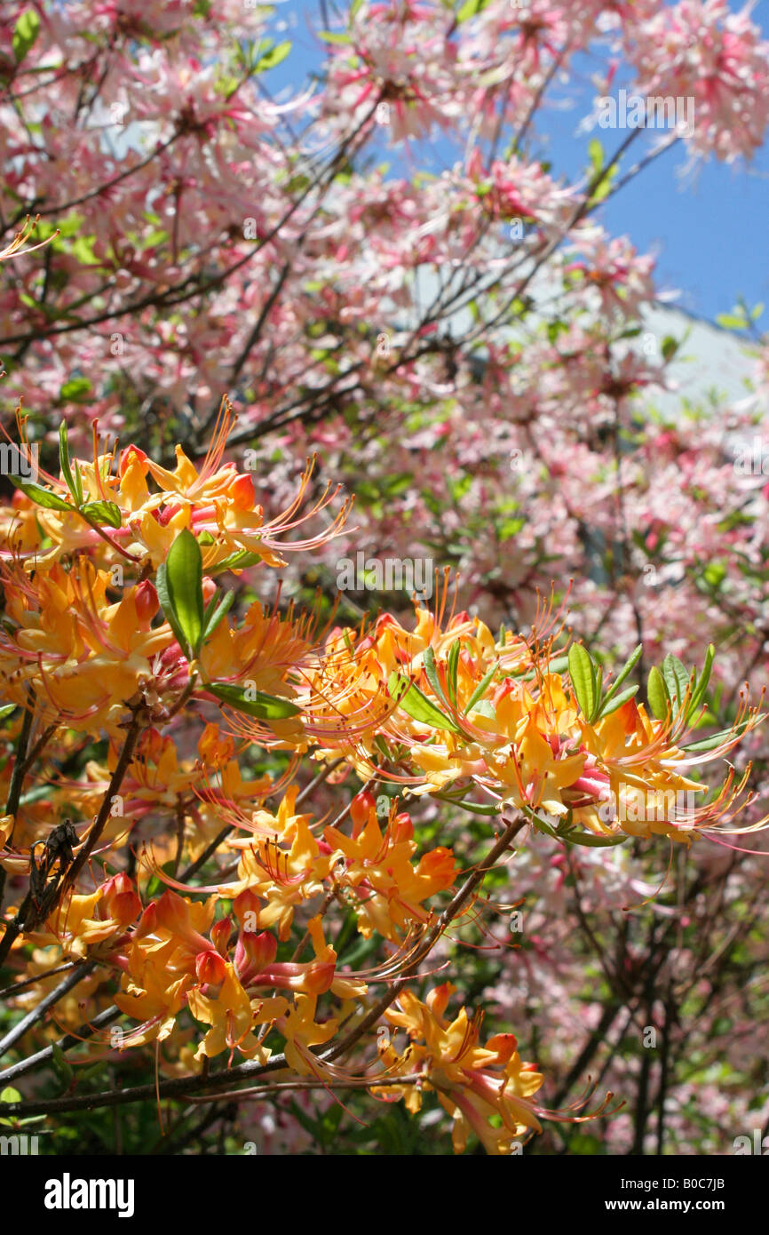 Orange and pink azalea in the south east Stock Photo