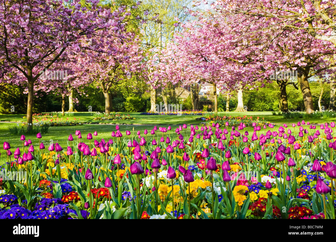 Spring flower beds of tulips and primulas with flowering cherry trees ...
