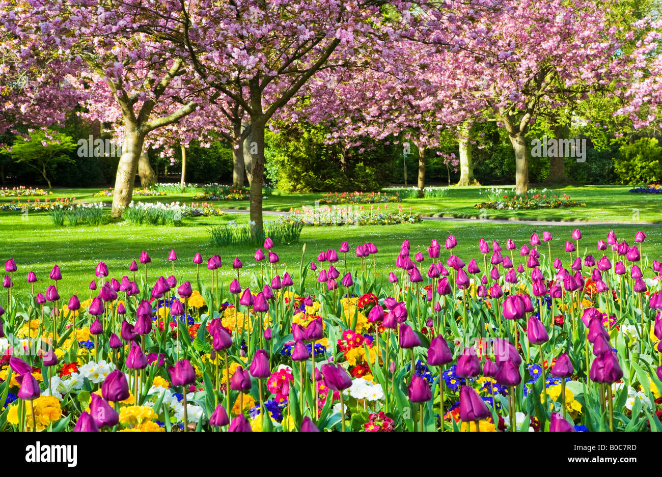 Spring flower beds of tulips and primulas with flowering cherry trees in the Town Gardens, Swindon, Wiltshire, England, UK Stock Photo