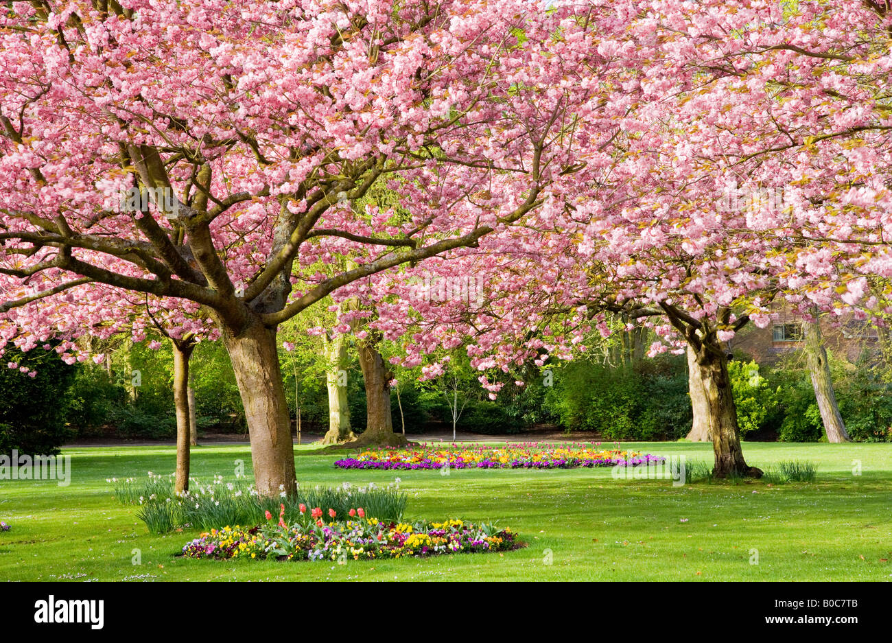 Spring flower beds of tulips and primulas with flowering cherry trees in the Town Gardens, Swindon, Wiltshire, England, UK Stock Photo