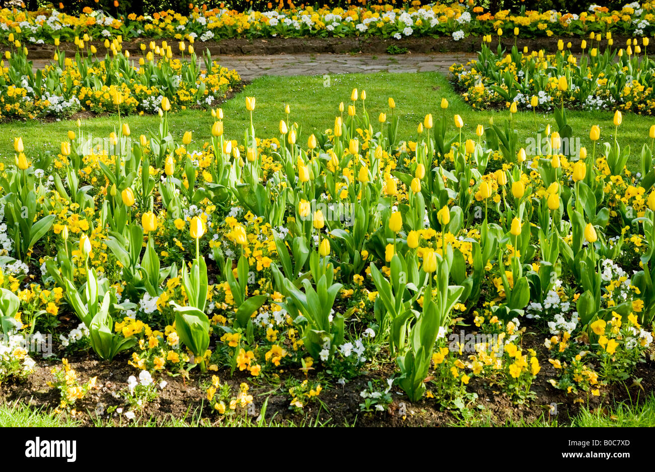Formal spring flower beds of yellow tulips and pansies in the Town Gardens, Swindon, Wiltshire, England, UK Stock Photo